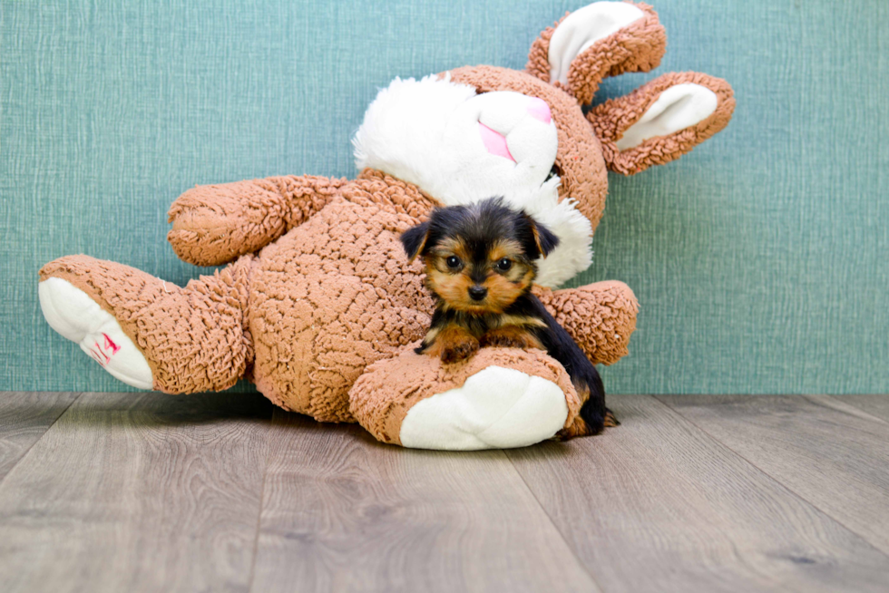 Meet Avery - our Yorkshire Terrier Puppy Photo 