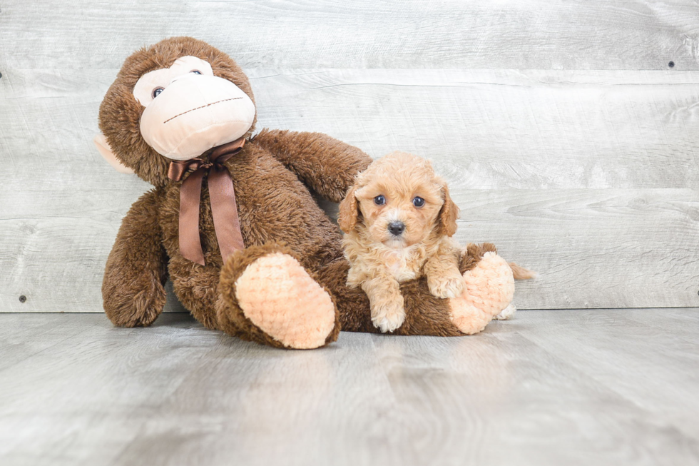 Little Cavoodle Poodle Mix Puppy