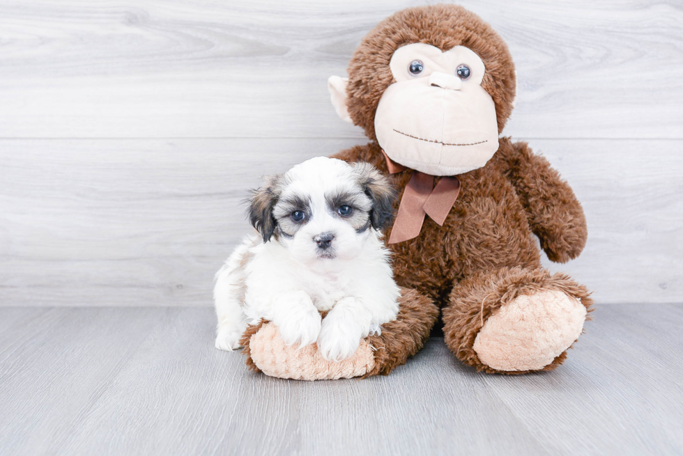 Funny Teddy Bear Designer Pup