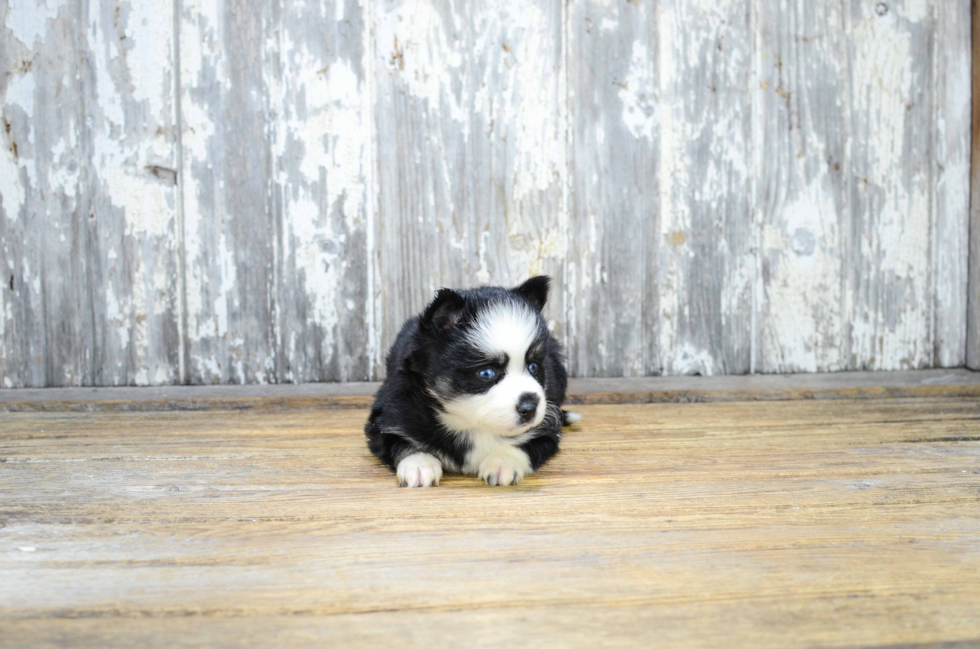 Best Pomsky Baby