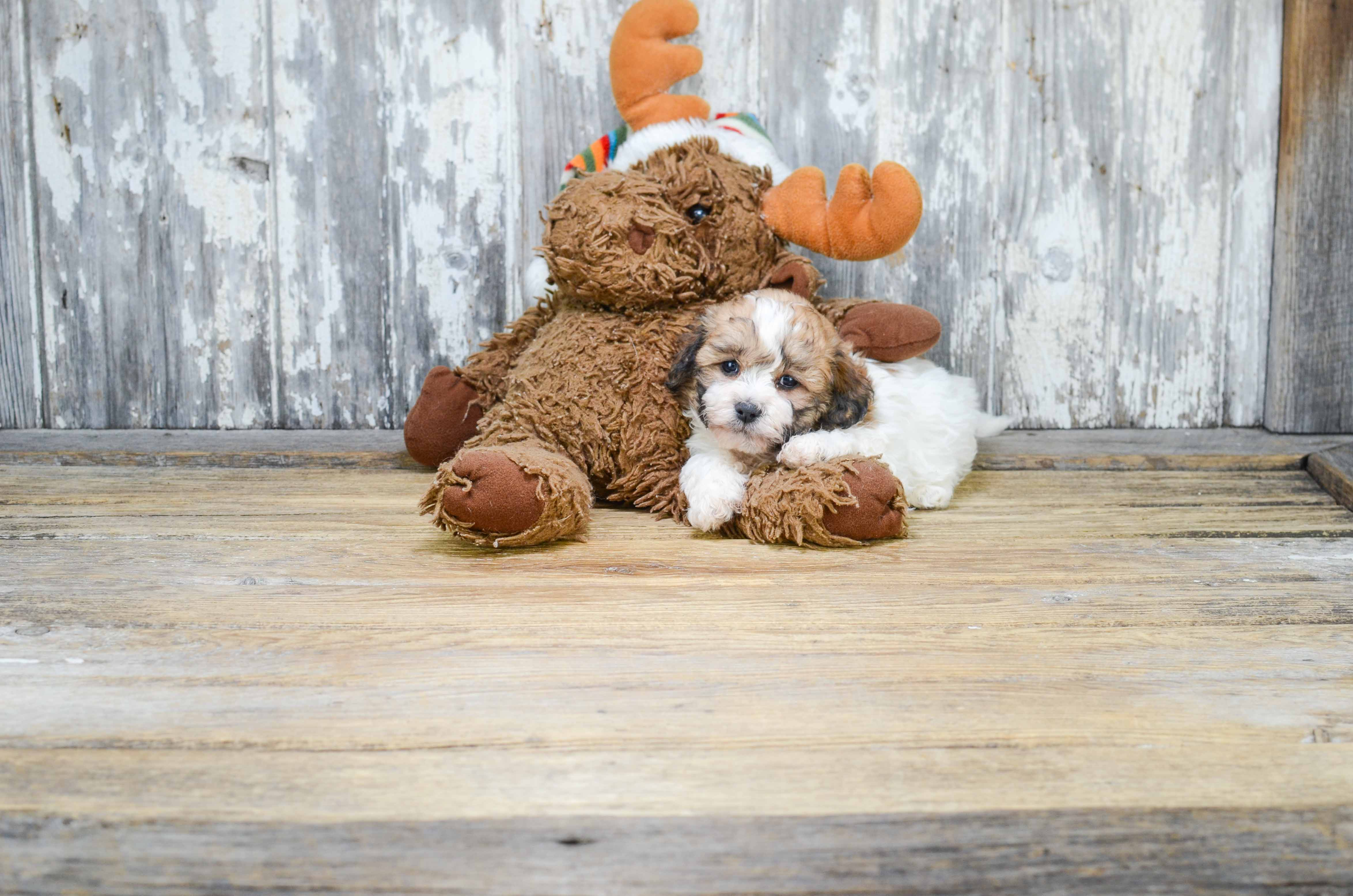 Best Teddy Bear Baby