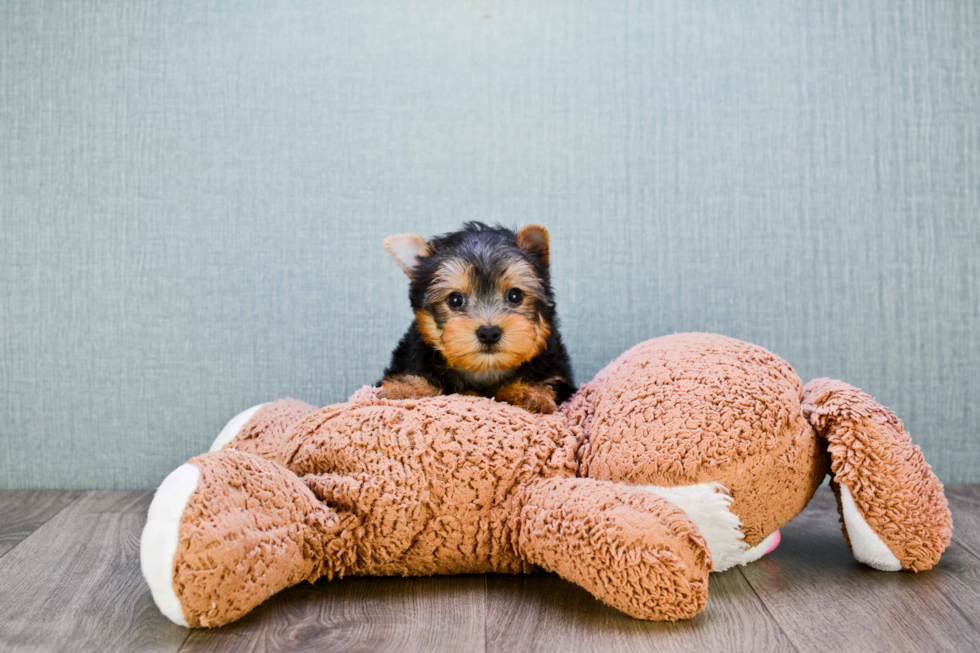 Meet Rascal - our Yorkshire Terrier Puppy Photo 