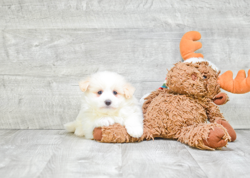 Maltipom Pup Being Cute