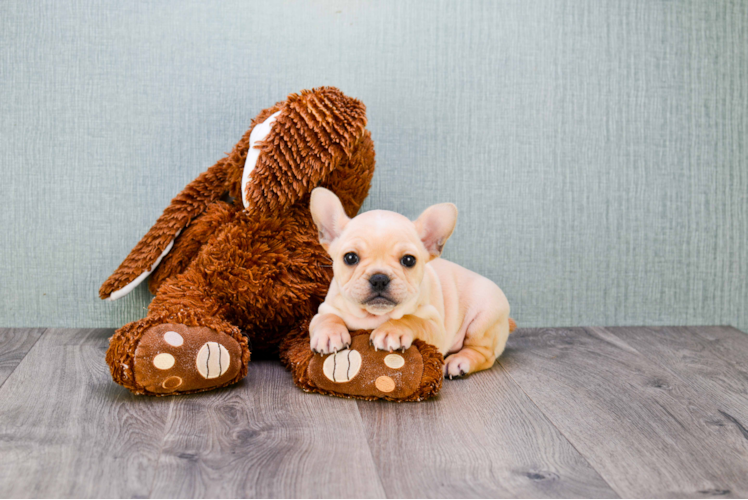 Energetic Frenchie Purebred Puppy