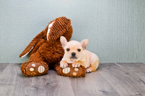 Energetic Frenchie Purebred Puppy