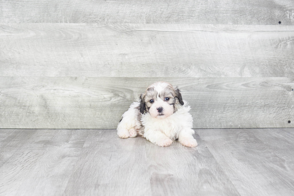 Teddy Bear Pup Being Cute