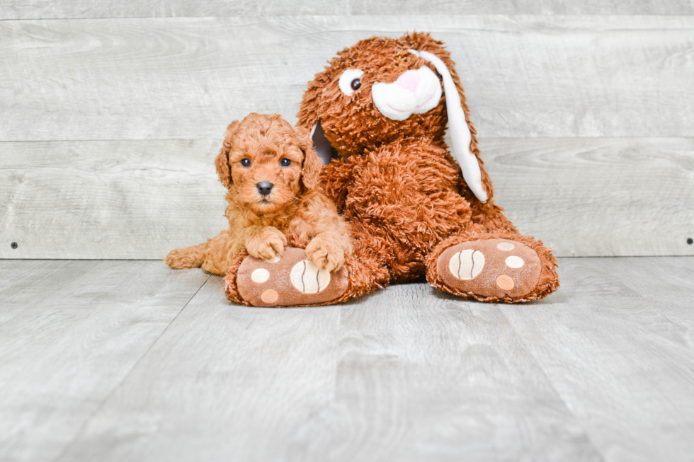 Cavapoo Pup Being Cute