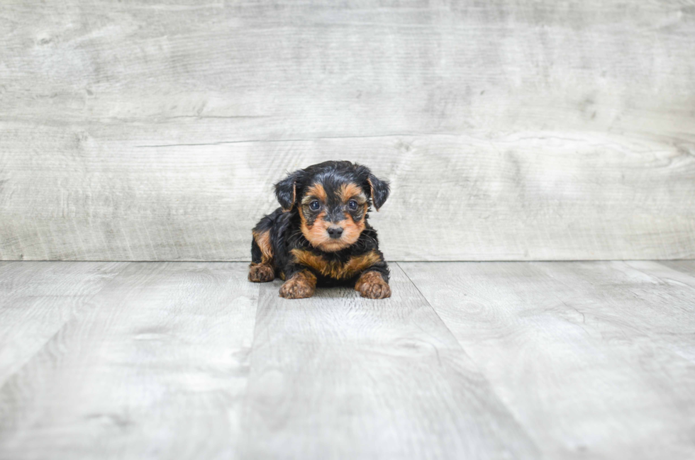 Yorkie Poo Pup Being Cute