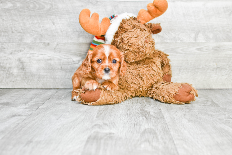 Best Cavalier King Charles Spaniel Baby