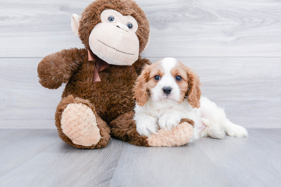 Cavalier King Charles Spaniel Puppy for Adoption