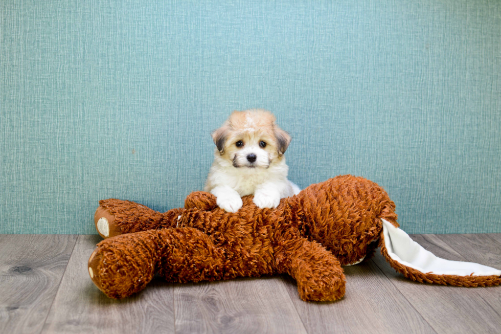 Hypoallergenic Havanese Baby