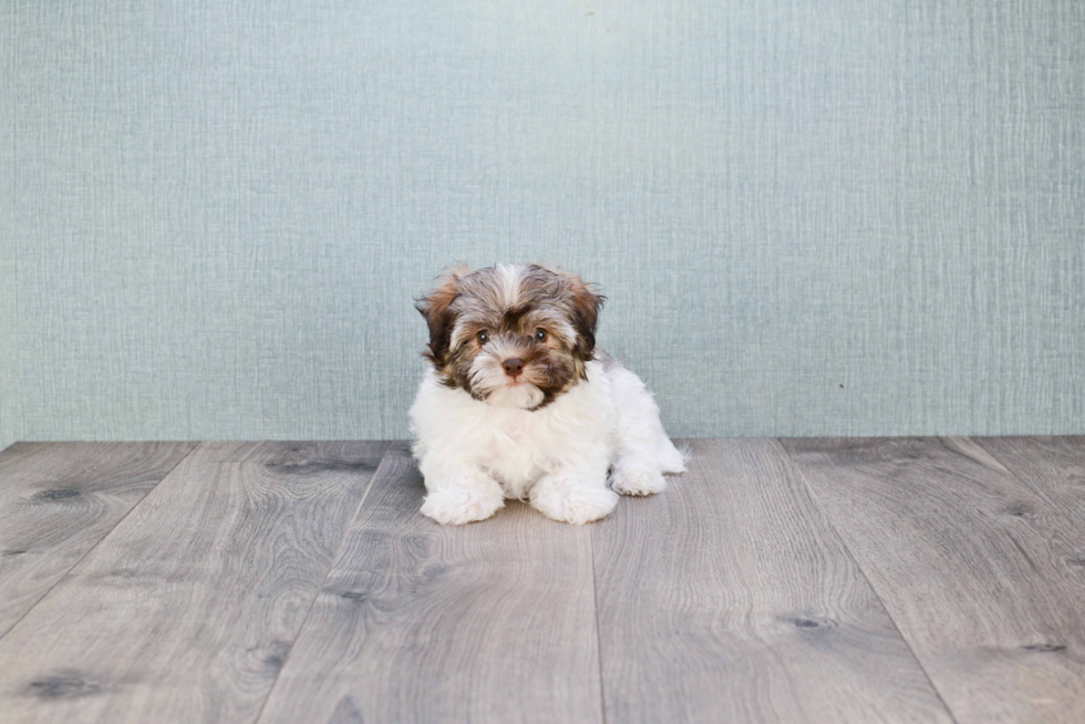 Popular Havanese Purebred Pup