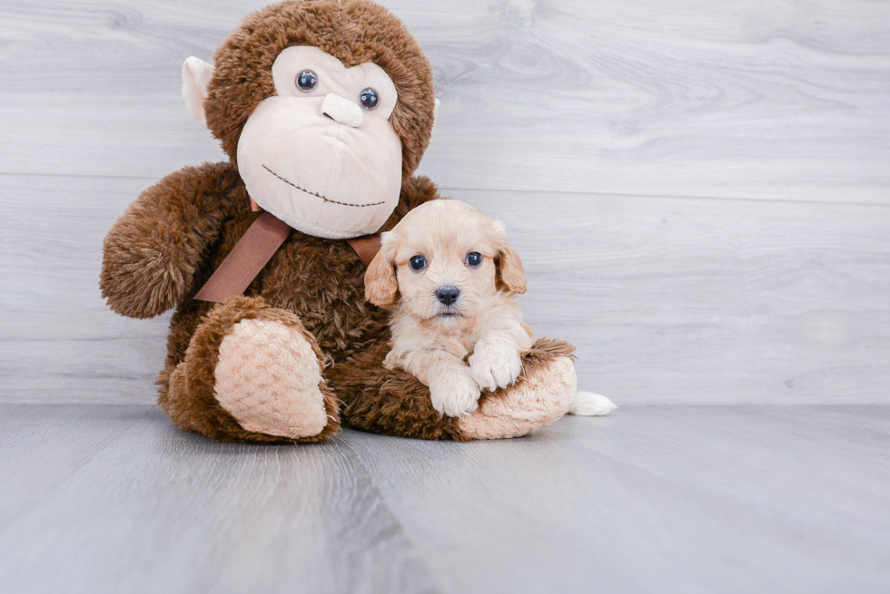 Smart Cavachon Designer Pup