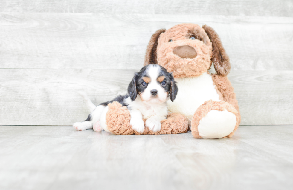 Friendly Cavalier King Charles Spaniel Baby