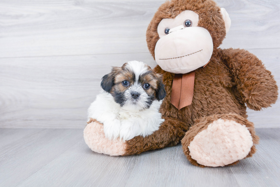 Friendly Shih Tzu Baby