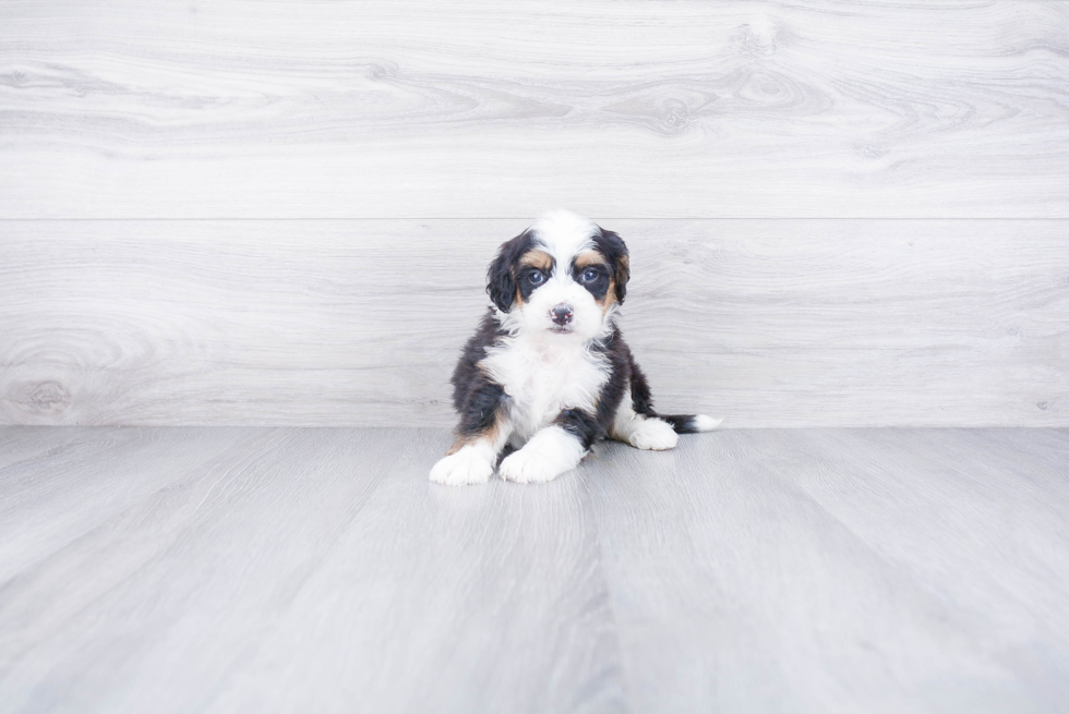 Petite Mini Bernedoodle Poodle Mix Pup