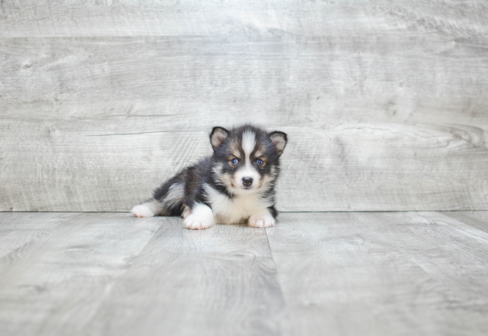 Happy Pomsky Baby