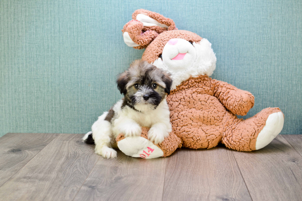 Energetic Havanese Purebred Puppy