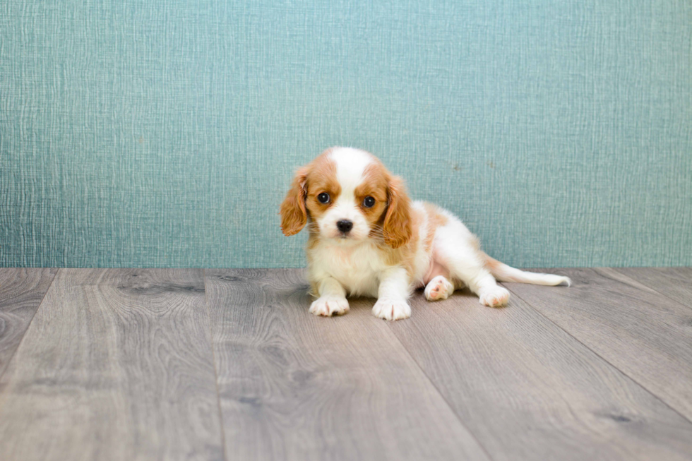 Cavalier King Charles Spaniel Pup Being Cute