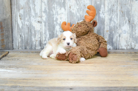 Popular Cavachon Designer Pup