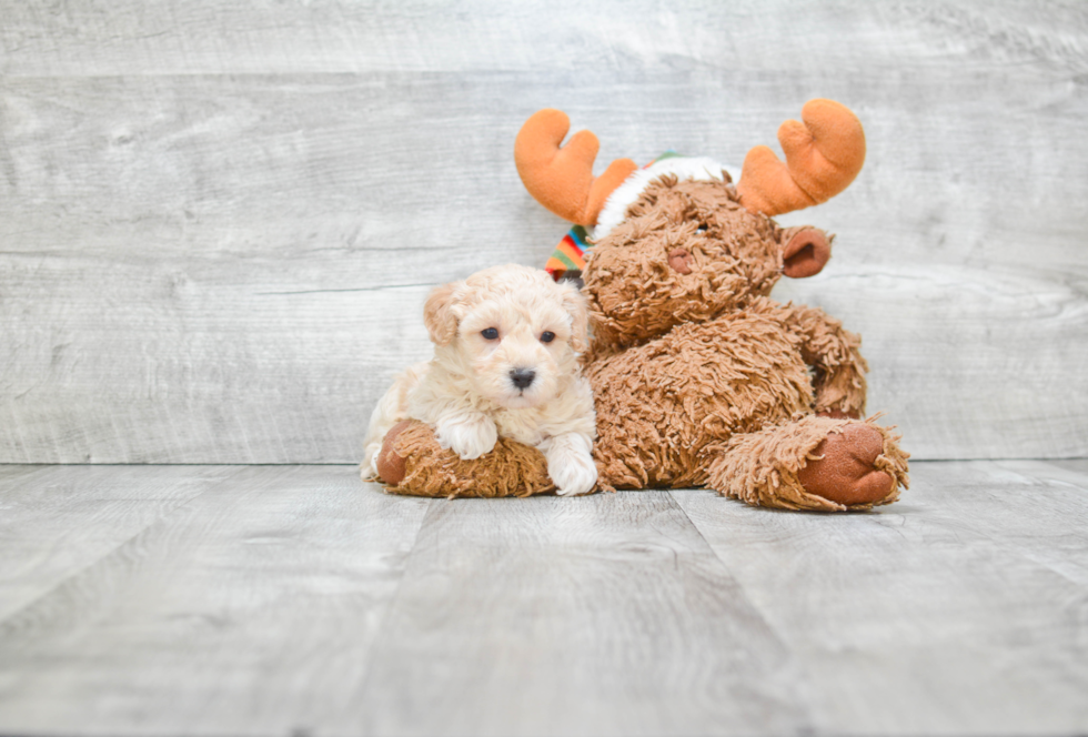 Funny Maltipoo Poodle Mix Pup