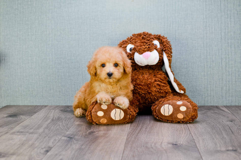 Friendly Cavapoo Baby