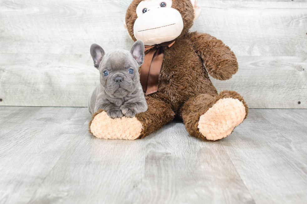 French Bulldog Pup Being Cute