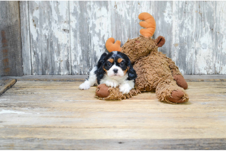 Best Cavalier King Charles Spaniel Baby