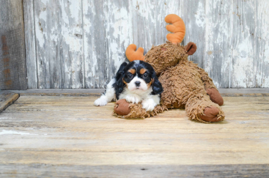 Best Cavalier King Charles Spaniel Baby