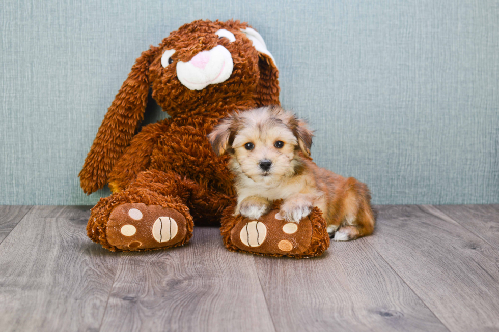 Friendly Morkie Baby