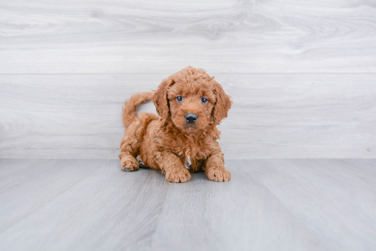 Best Mini Goldendoodle Baby