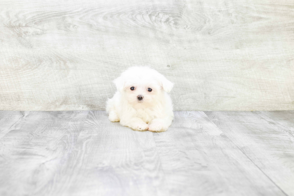 Energetic Maltese Purebred Puppy