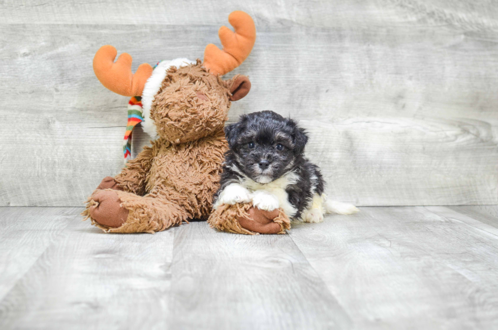 Small Havanese Baby