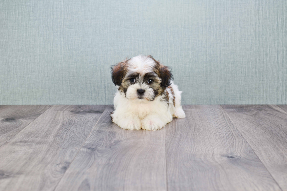 Teddy Bear Pup Being Cute