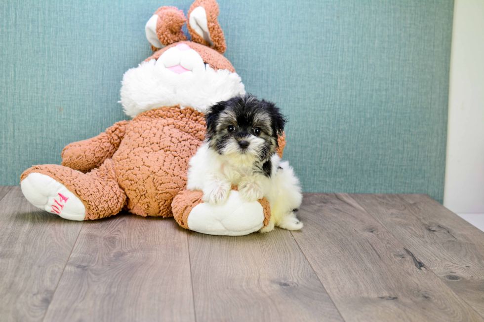 Smart Morkie Designer Pup