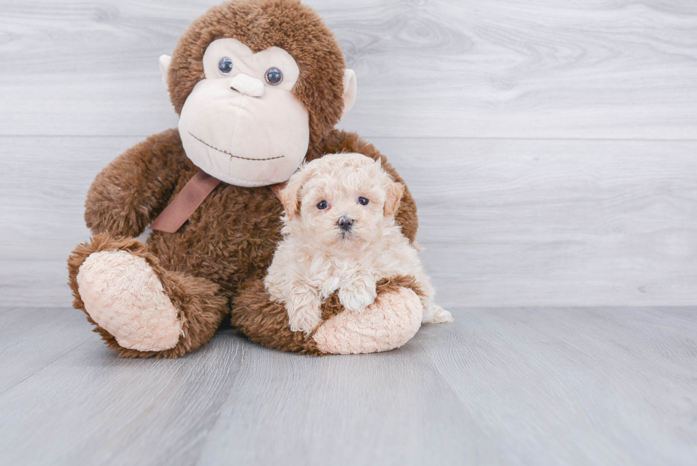 Maltipoo Pup Being Cute