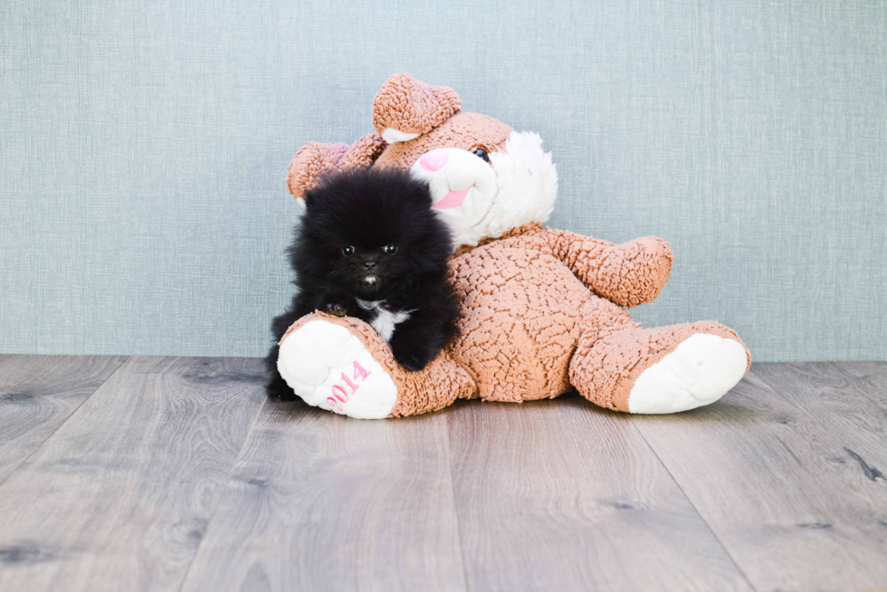 Adorable Pomeranian Purebred Puppy