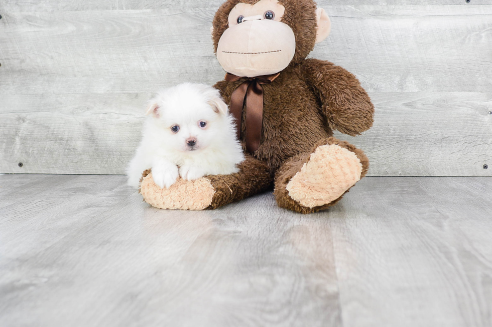 Energetic Pomeranian Purebred Puppy