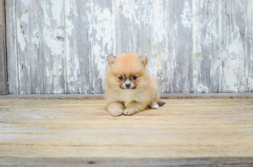 Friendly Pomeranian Purebred Pup