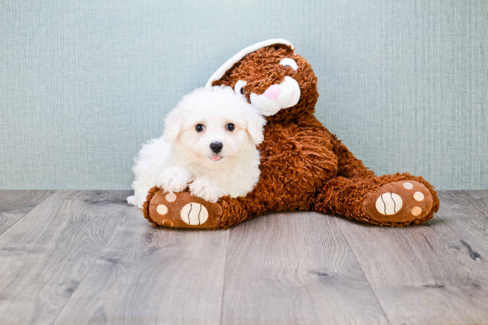 Bichon Frise Pup Being Cute