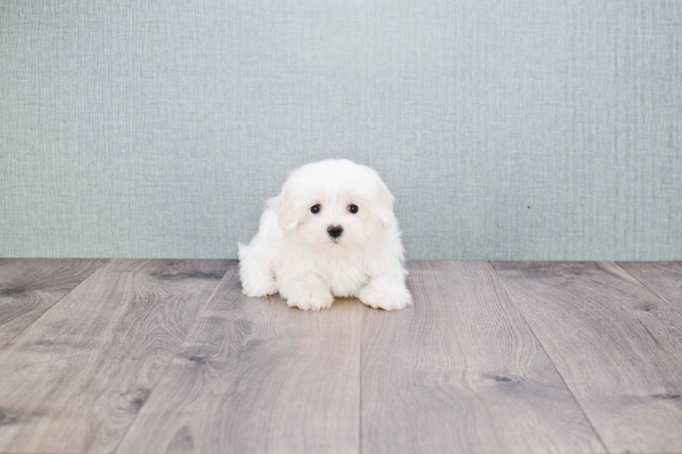 Maltese Pup Being Cute