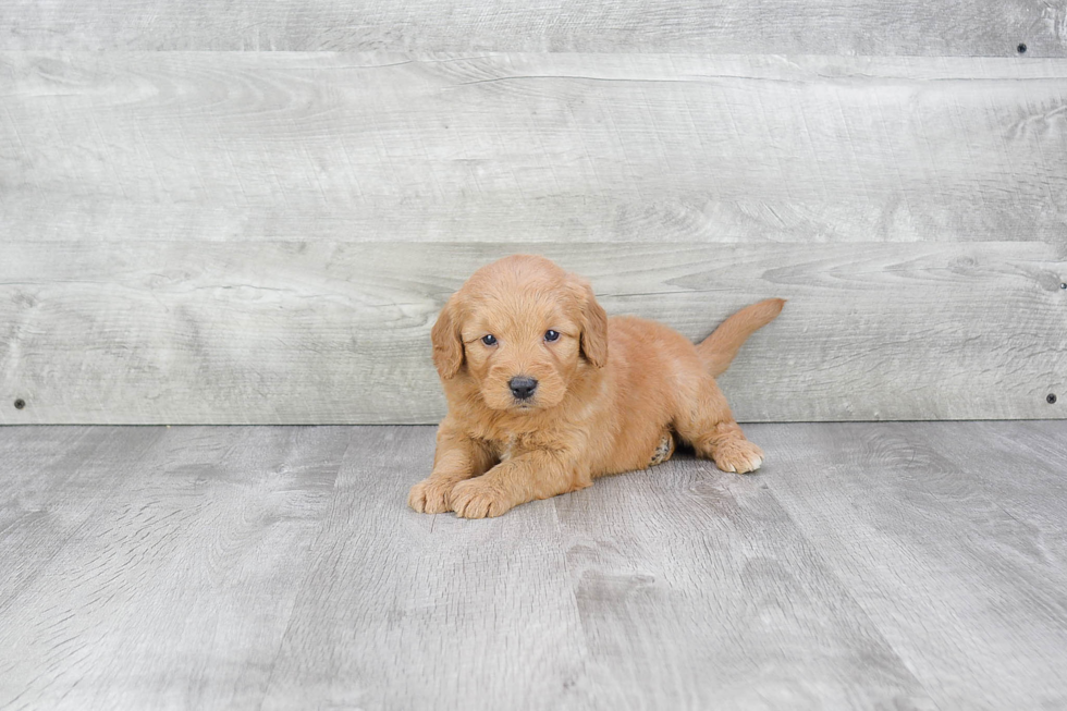 Best Mini Goldendoodle Baby