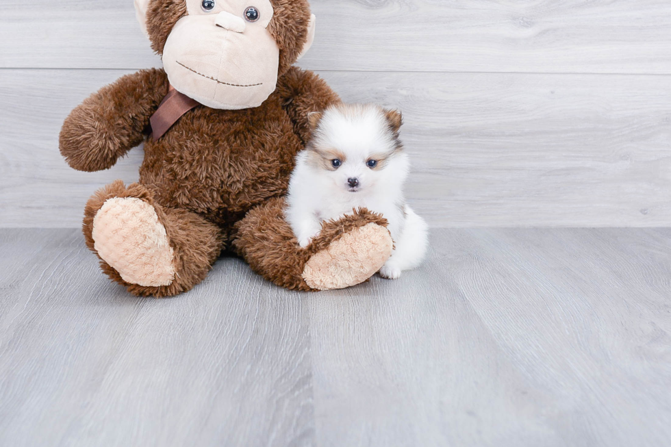 Little Pomeranian Purebred Pup