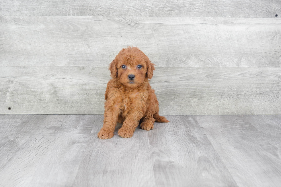 Mini Goldendoodle Pup Being Cute