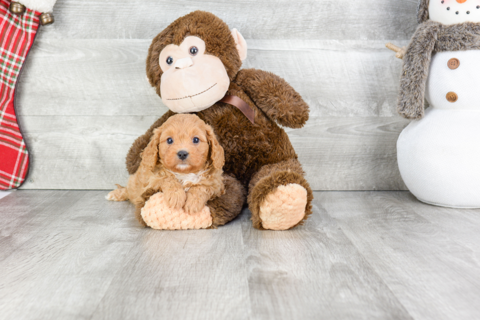 Cavapoo Pup Being Cute