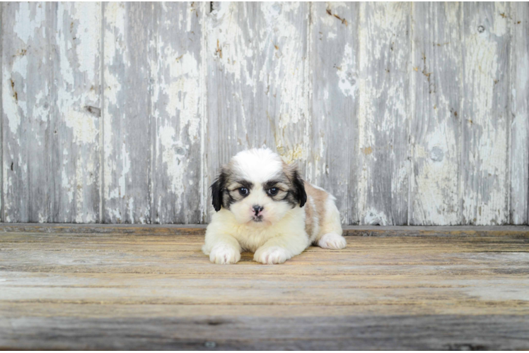 Teddy Bear Pup Being Cute