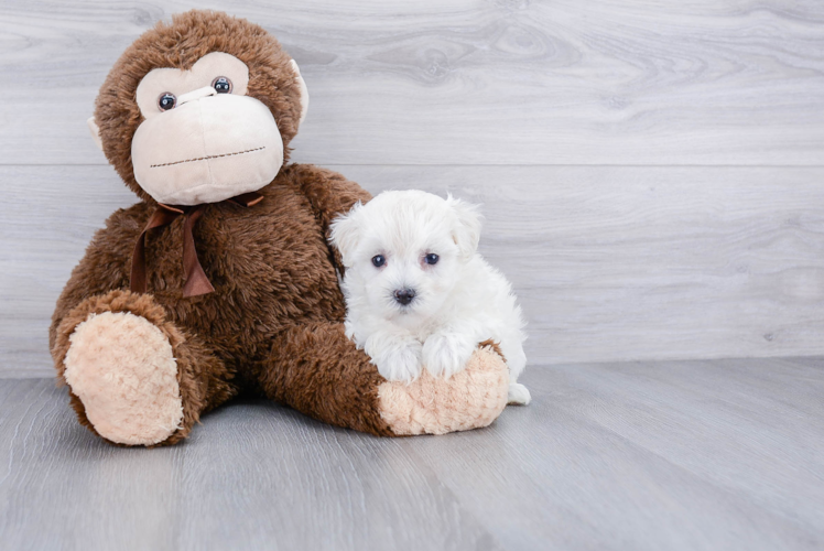 Hypoallergenic Maltese Poodle Poodle Mix Puppy