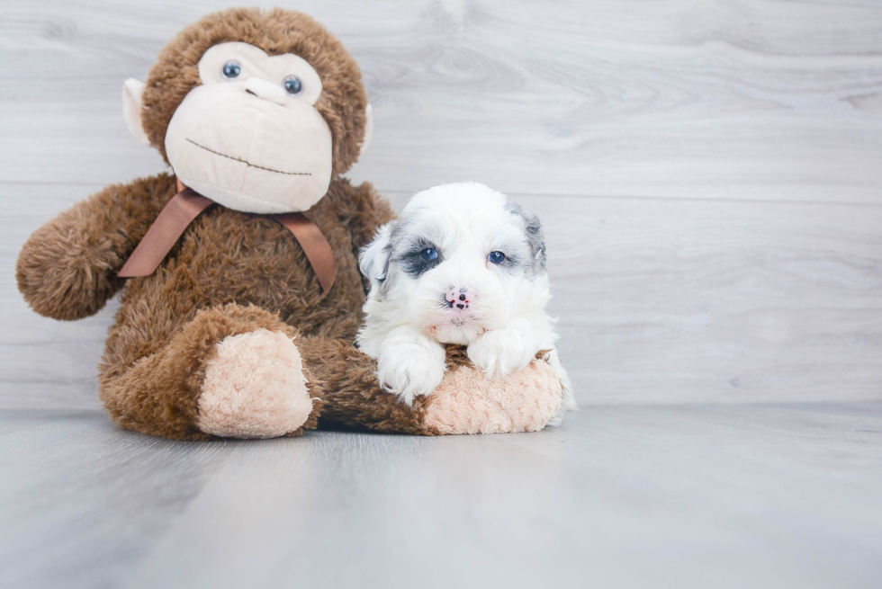 Mini Sheepadoodle Pup Being Cute