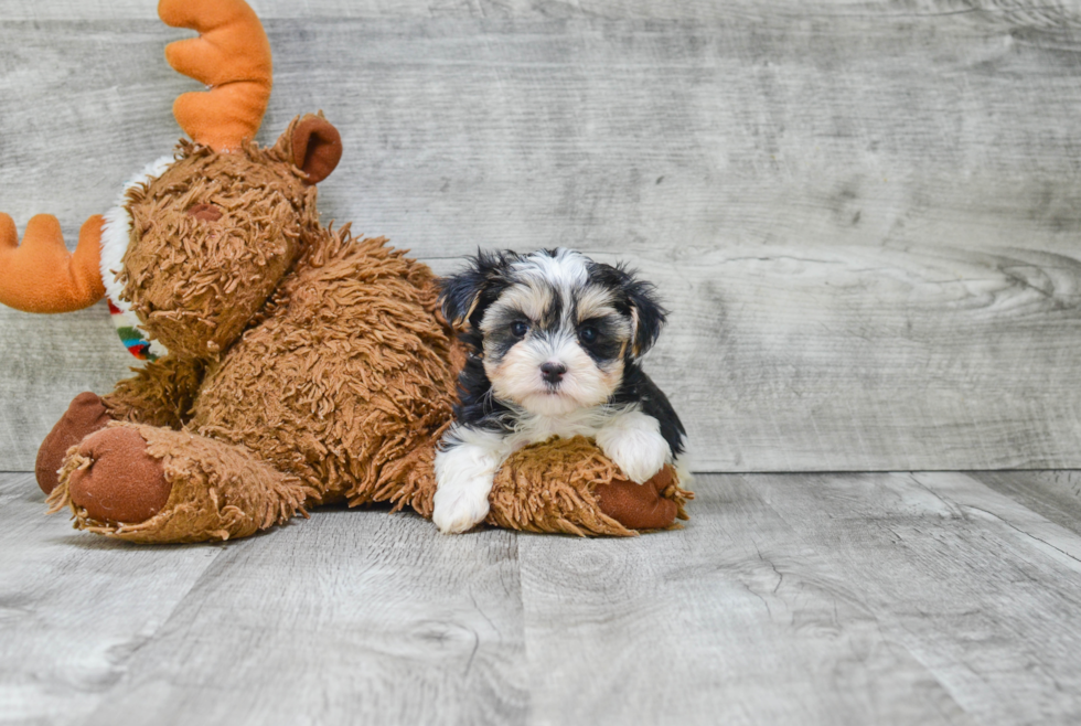 Playful Yorkie Designer Puppy