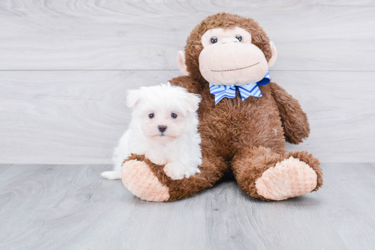 Little Maltese Purebred Pup